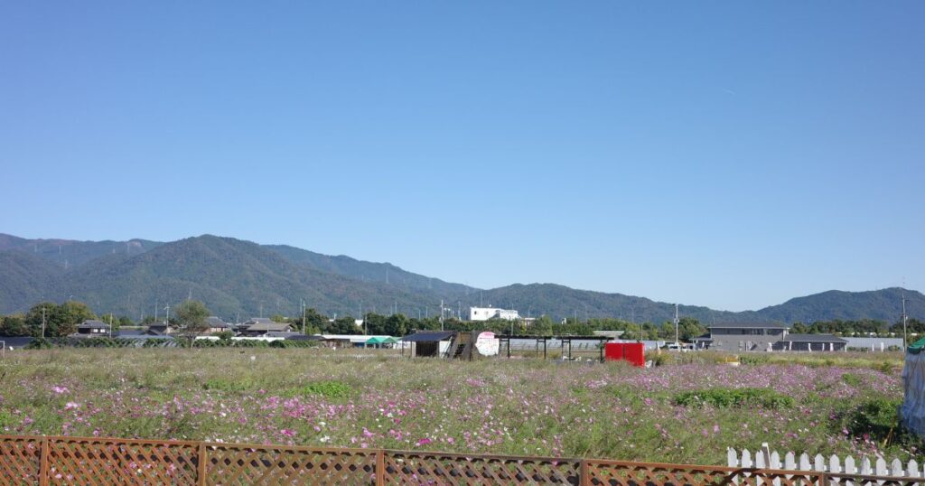 夢コスモス園のコスモス畑