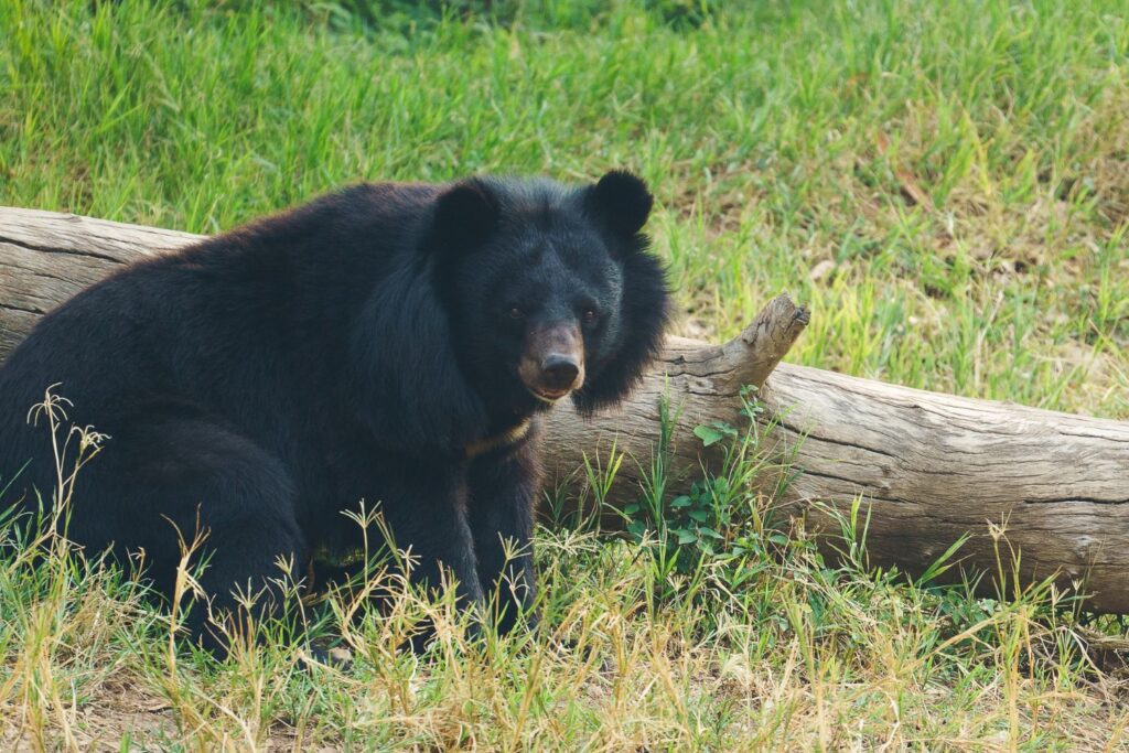 ツキノワグマがこっちを見ている