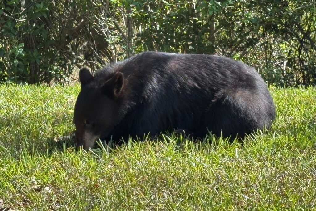草むらのツキノワグマ