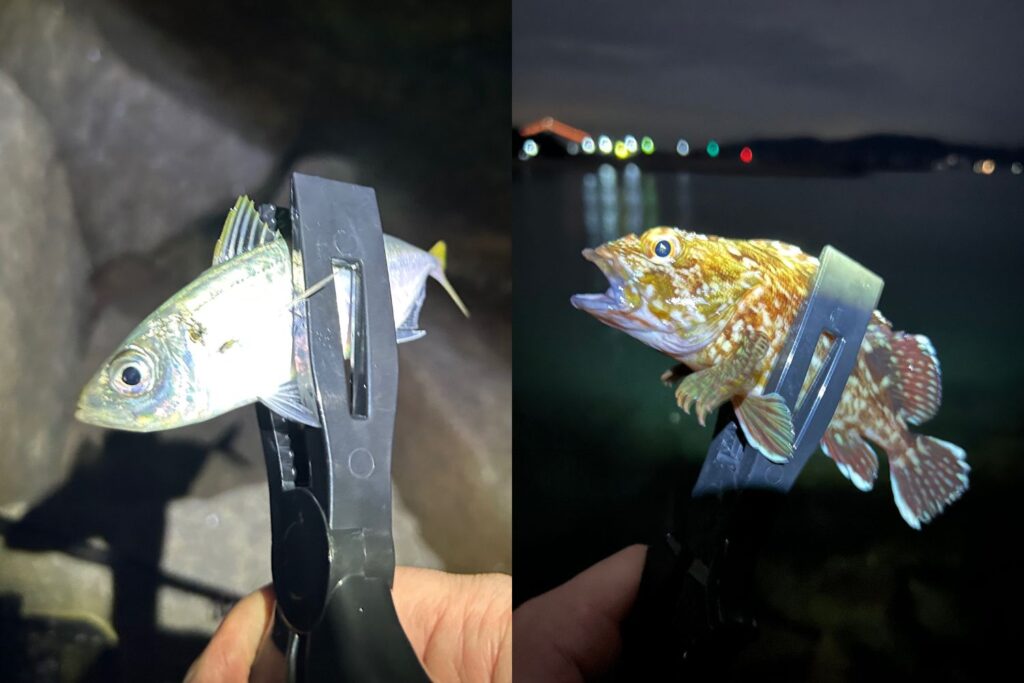 林崎松江海岸で釣れたアジとカサゴ