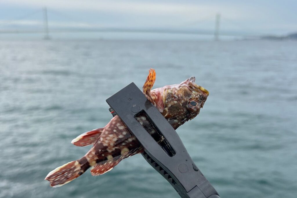 明石市役所裏ベランダで釣れたガシラ