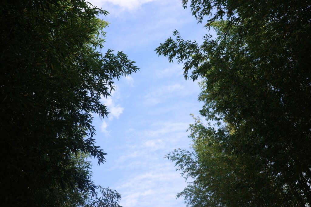 クラブ西宮の竹林から見える空