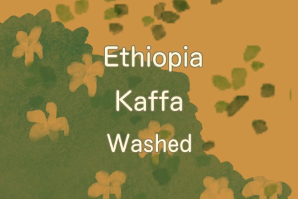 エチオピア カッファ ボンゴ washed
