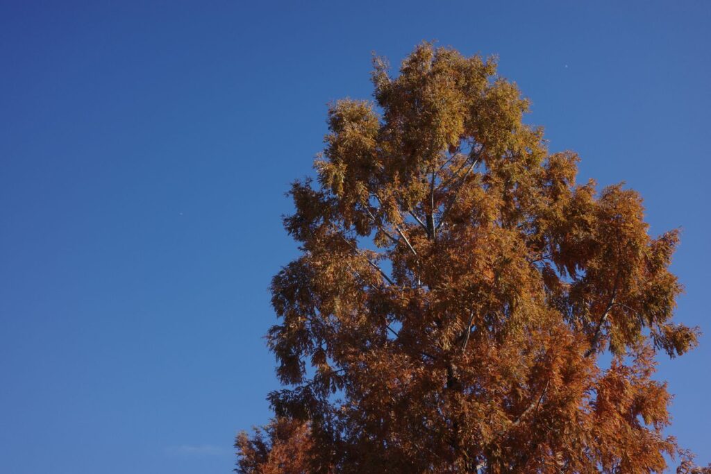 湖岸緑地「帰帆島3」の紅葉