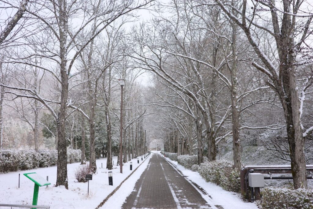ユニトピアささやまキャンプ&ビレッジの雪景色